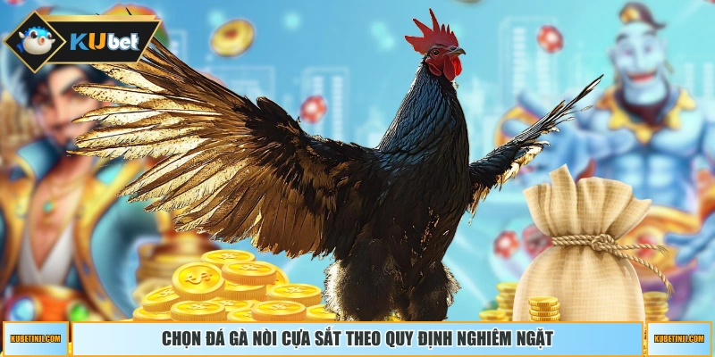 Chọn đá gà nòi cựa sắt theo quy định nghiêm ngặt