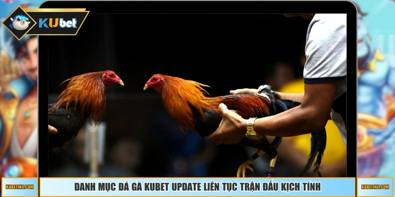 Danh mục đá gà KUBET update liên tục trận đấu kịch tính