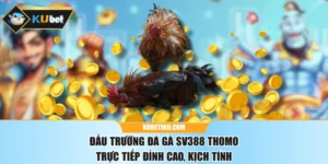 Đấu Trường Đá Gà SV388 Thomo Trực Tiếp Đỉnh Cao, Kịch Tính