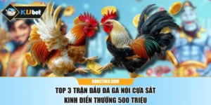 Top 3 Trận Đấu Đá Gà Nòi Cựa Sắt Kinh Điển Thưởng 500 Triệu