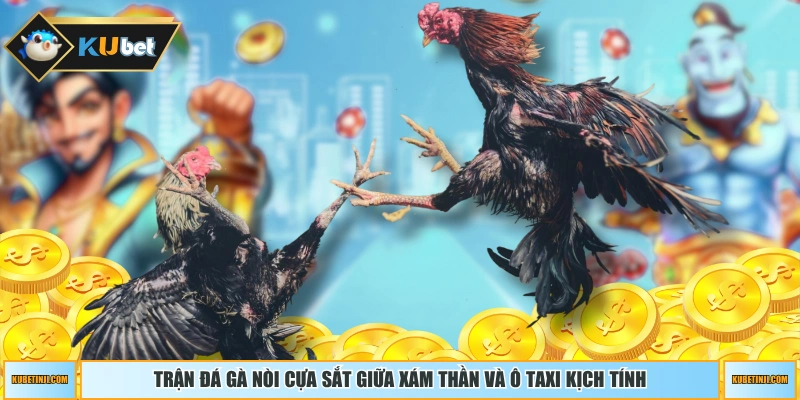 Trận đá gà nòi cựa sắt giữa Xám Thần và Ô Taxi kịch tính